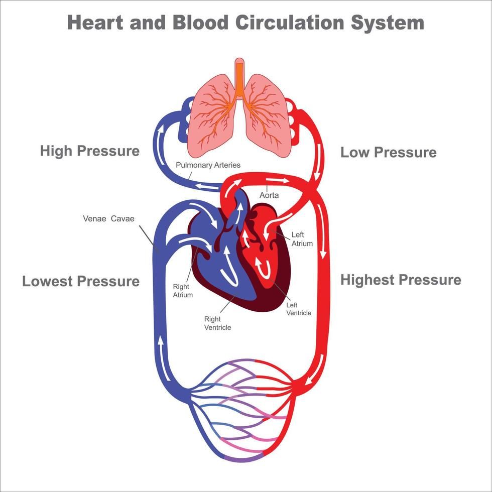 Systemic Circulation
